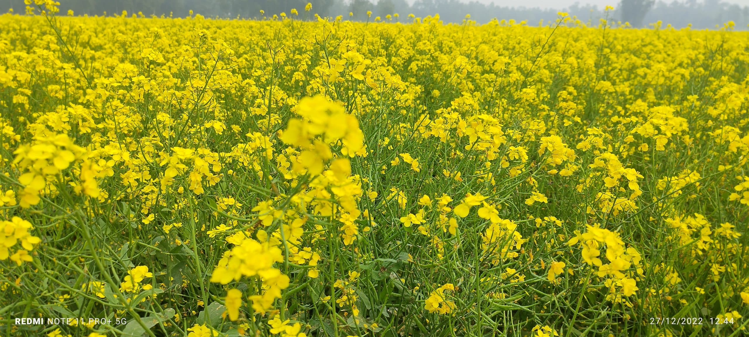 Thumbnail for সরিষা উৎপাদনে দেশের শীর্ষে সিরাজগঞ্জ: নেপথ্যে চলনবিলের পলি ও নতুন জাত