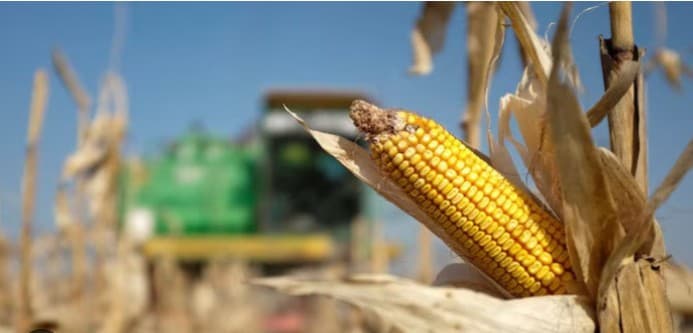 Thumbnail for যুক্তরাষ্ট্রের বিশাল ভুট্টার চালান বাংলাদেশে: বন্দরে কর্মব্যস্ততা চরমে