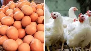 সৌদি আরবে বাংলাদেশসহ ৪০ দেশের মুরগি-ডিম আমদানিতে নিষিদ্ধ