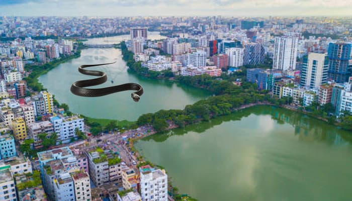 Thumbnail for রাজধানীতে হঠাৎ দেখা মিলছে বিষধর গোখরার, ঘটনা কী?