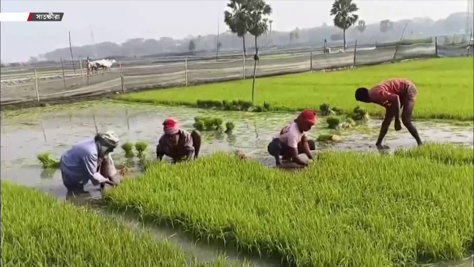 Thumbnail for সাটুরিয়ায় বোরো আবাদের ধুম: ব্যস্ত কৃষক, লক্ষ্যমাত্রা ছাড়ানোর আশা